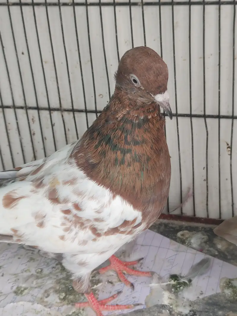 Ambersere pair kabooter — photo 2