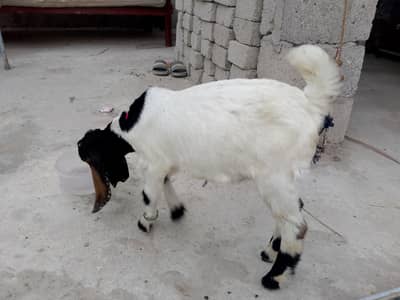 breeder bakra 03181167767