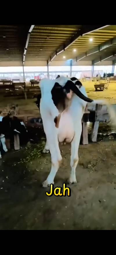 Mash Allah 2nd timer cros breed wachi Sath male Wacha dhood 11kg.