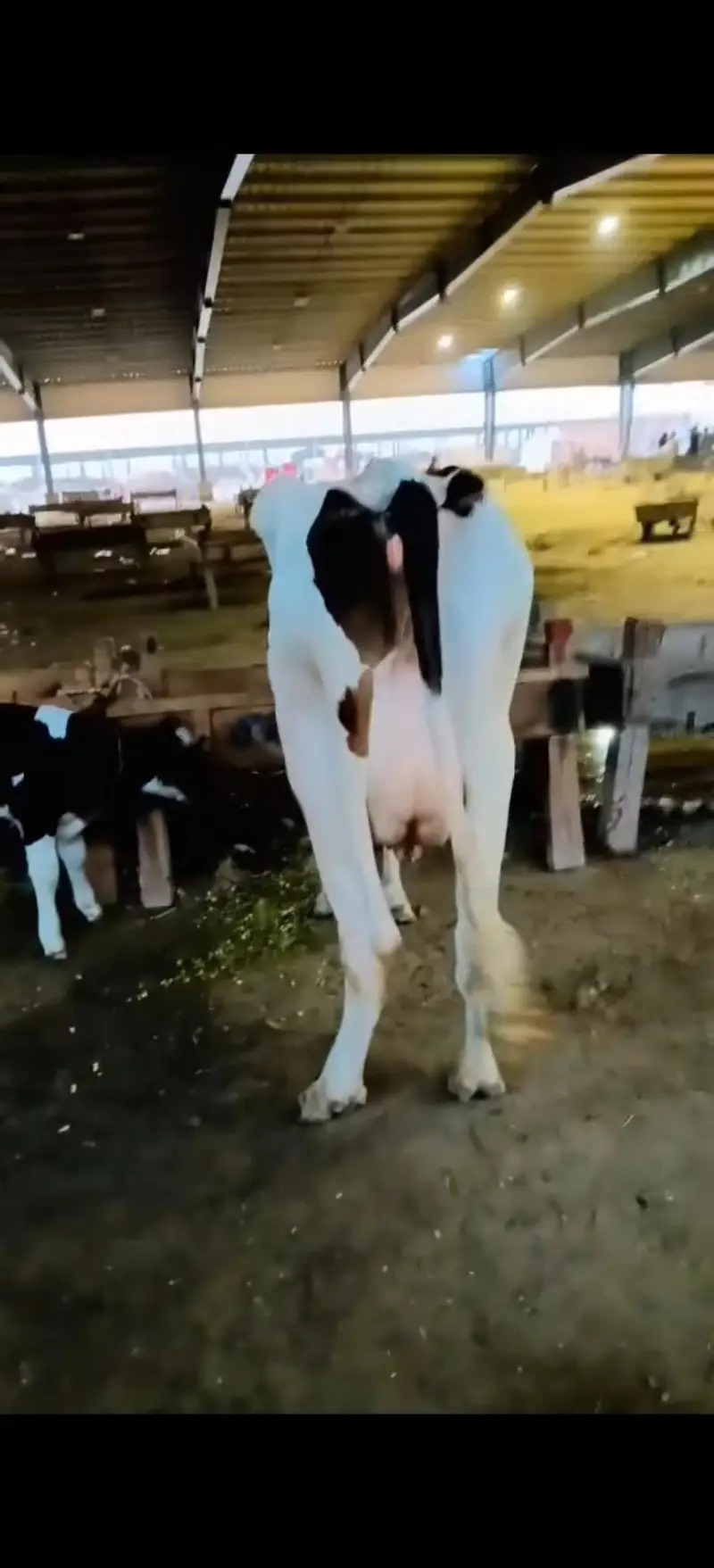Mash Allah 2nd timer cros breed wachi Sath male Wacha dhood 11kg. — photo 3