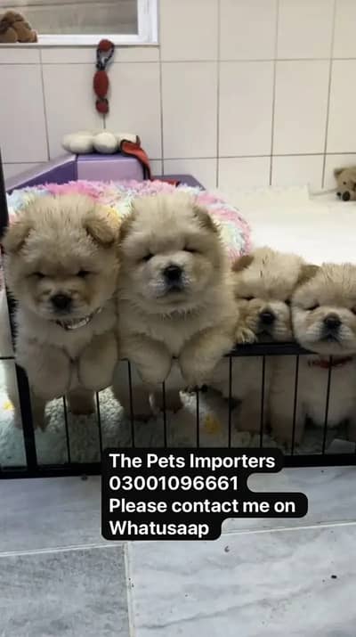 Chow chow pedigree microchipped puppies available for import