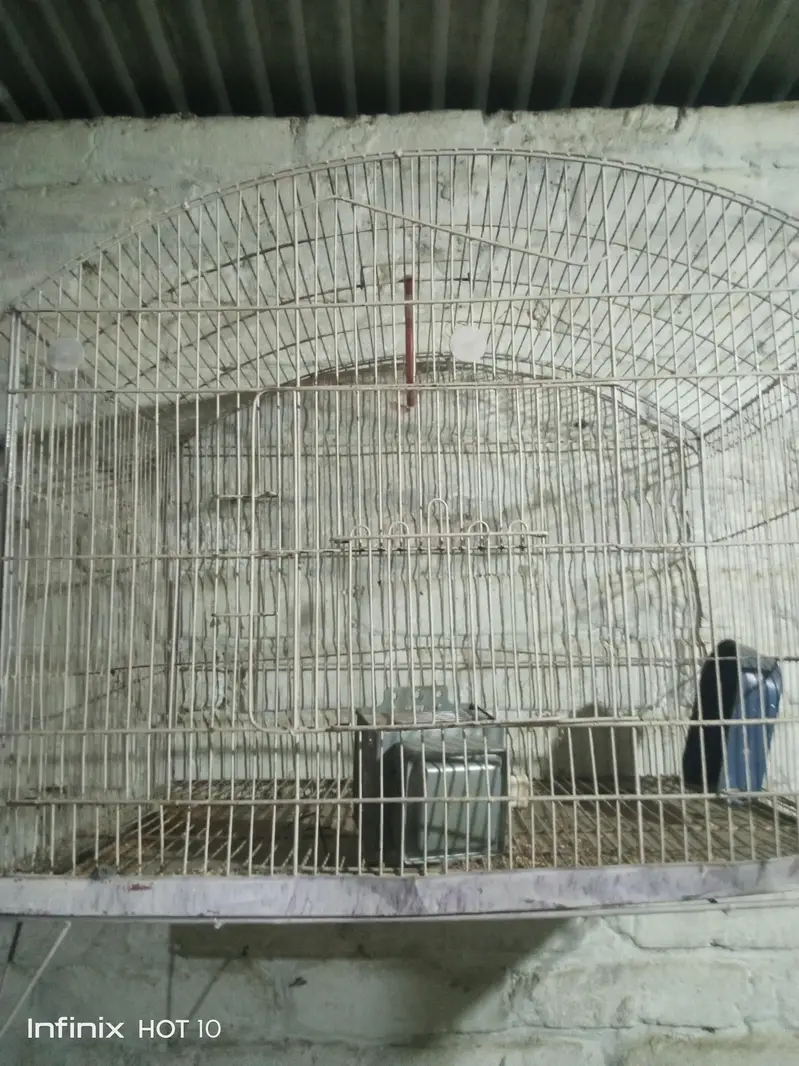 parrots Cage