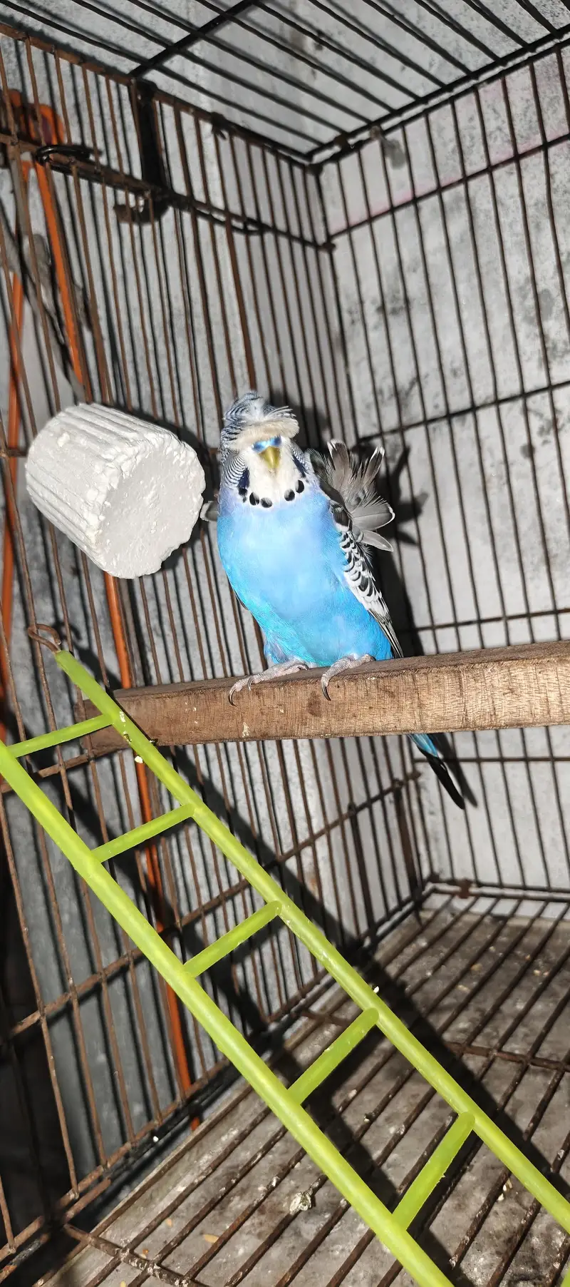 TBC King size  Hogoromo Double Flower Budgies