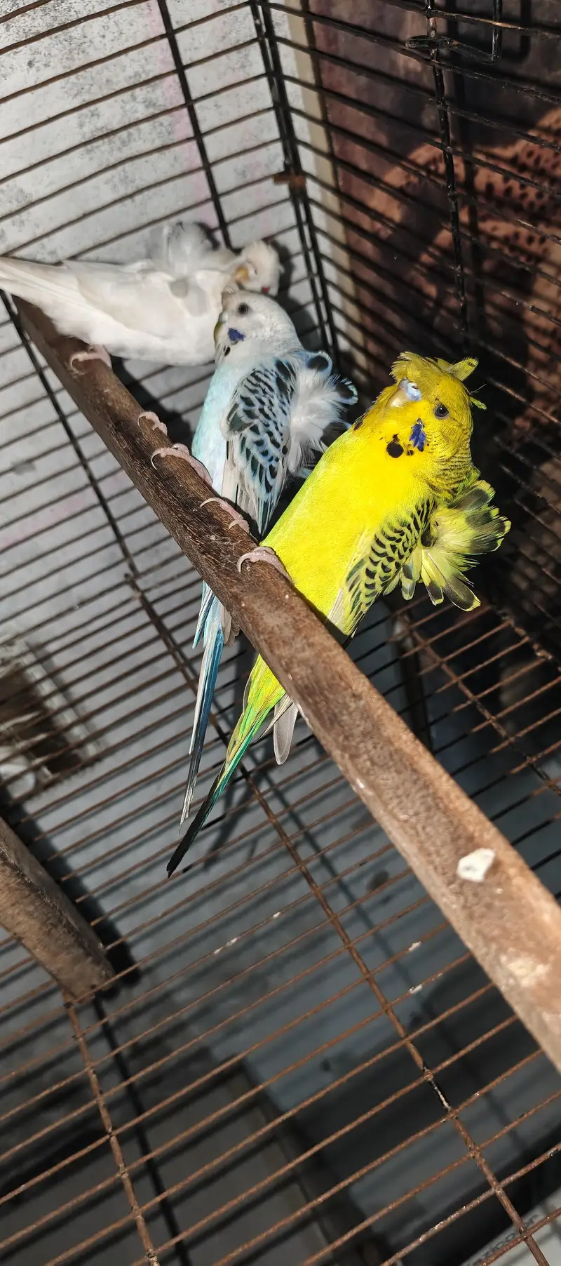 TBC King size  Hogoromo Double Flower Budgies — photo 2