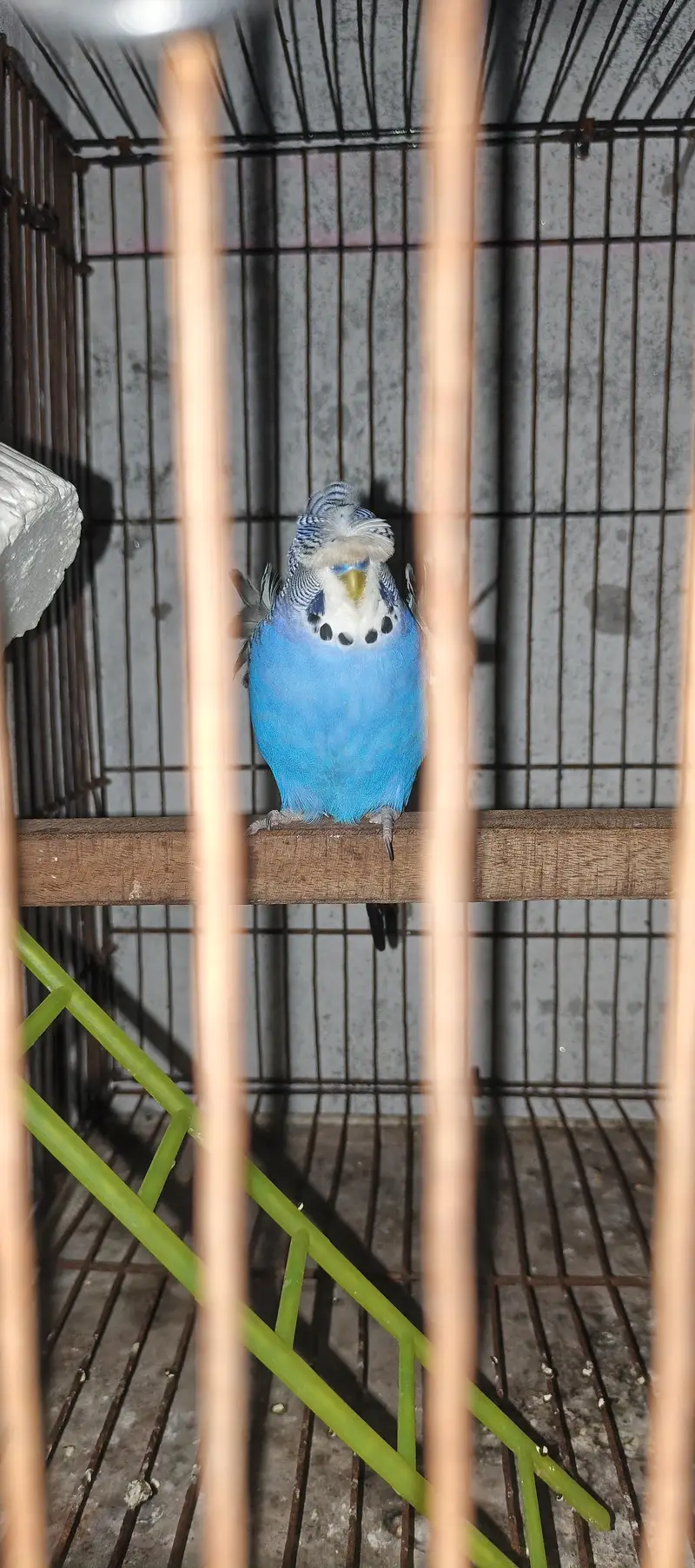TBC King size  Hogoromo Double Flower Budgies — photo 3