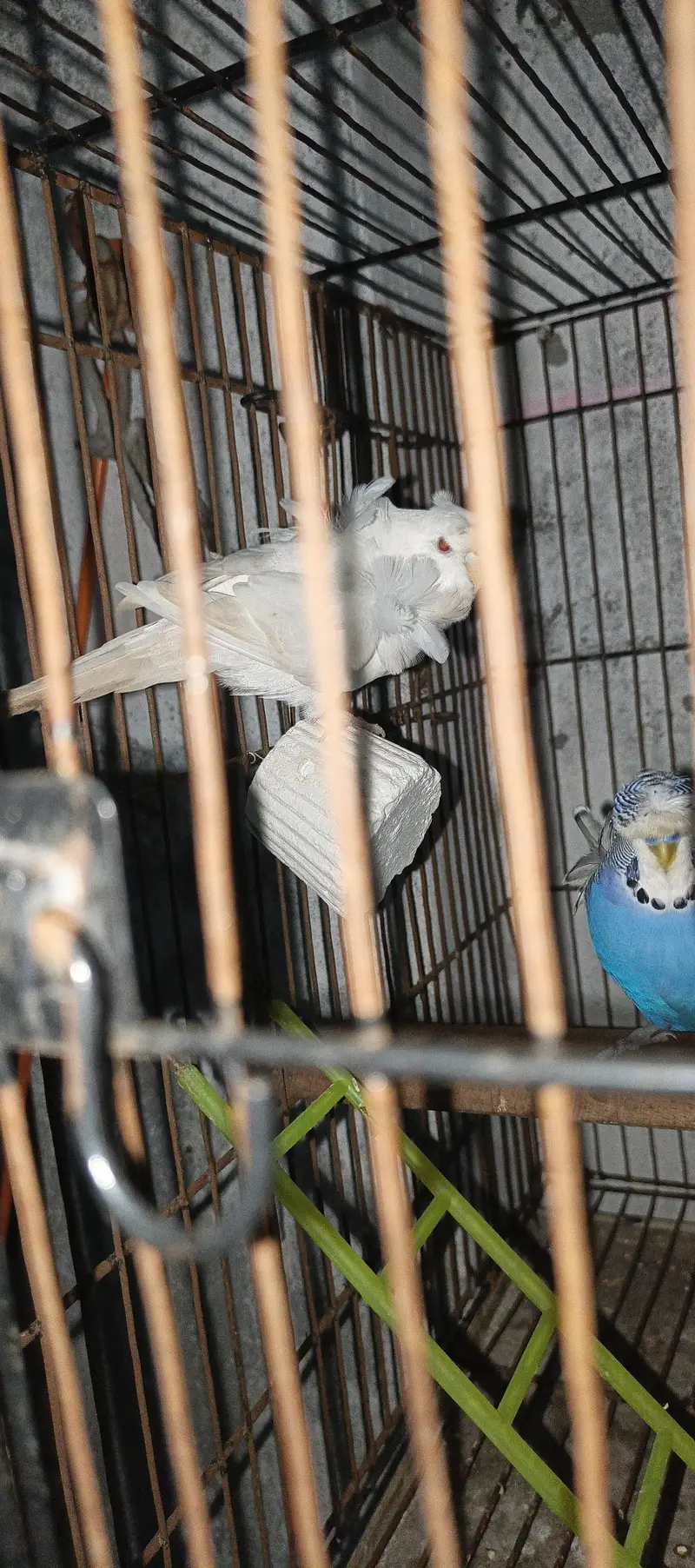 TBC King size  Hogoromo Double Flower Budgies — photo 4