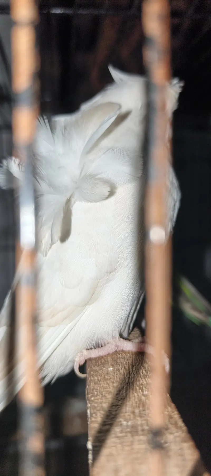 TBC King size  Hogoromo Double Flower Budgies — photo 5