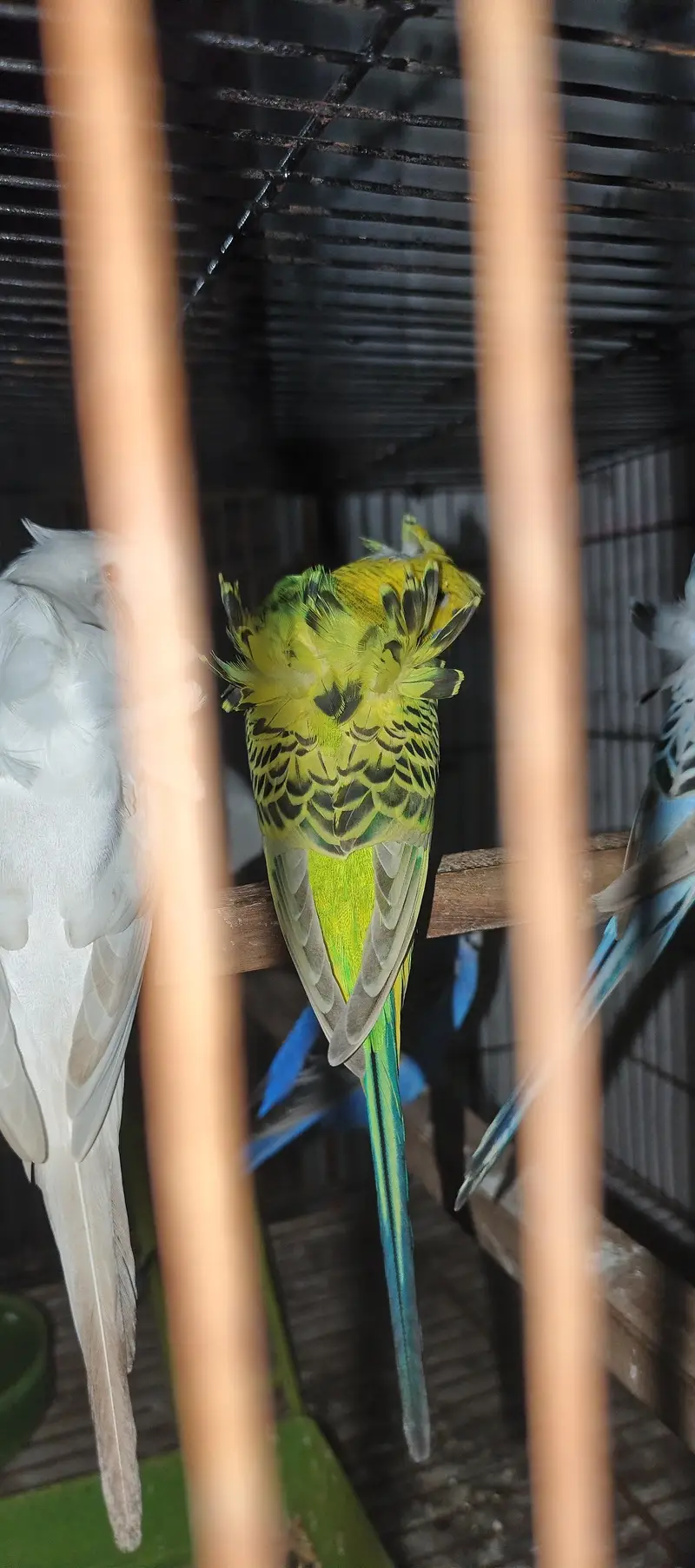 TBC King size  Hogoromo Double Flower Budgies — photo 6