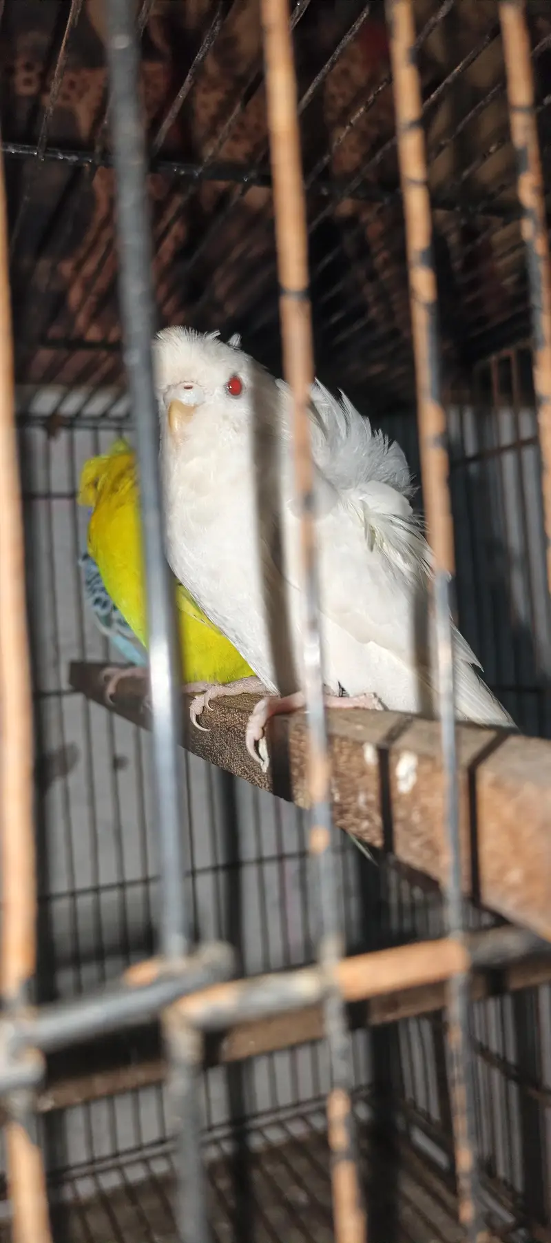 TBC King size  Hogoromo Double Flower Budgies — photo 7