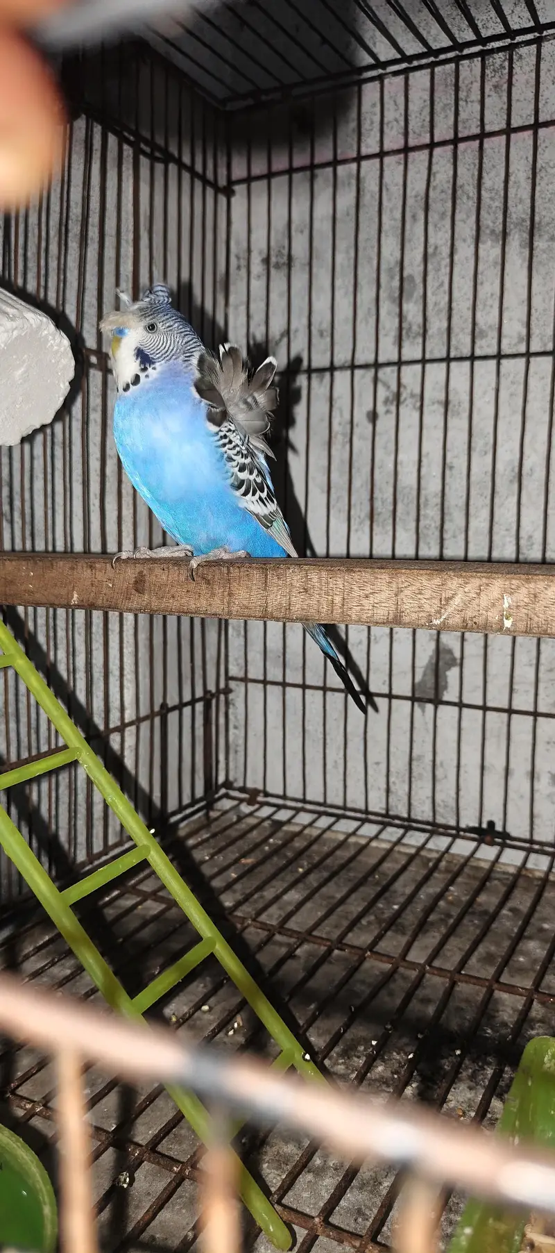 TBC King size  Hogoromo Double Flower Budgies — photo 8