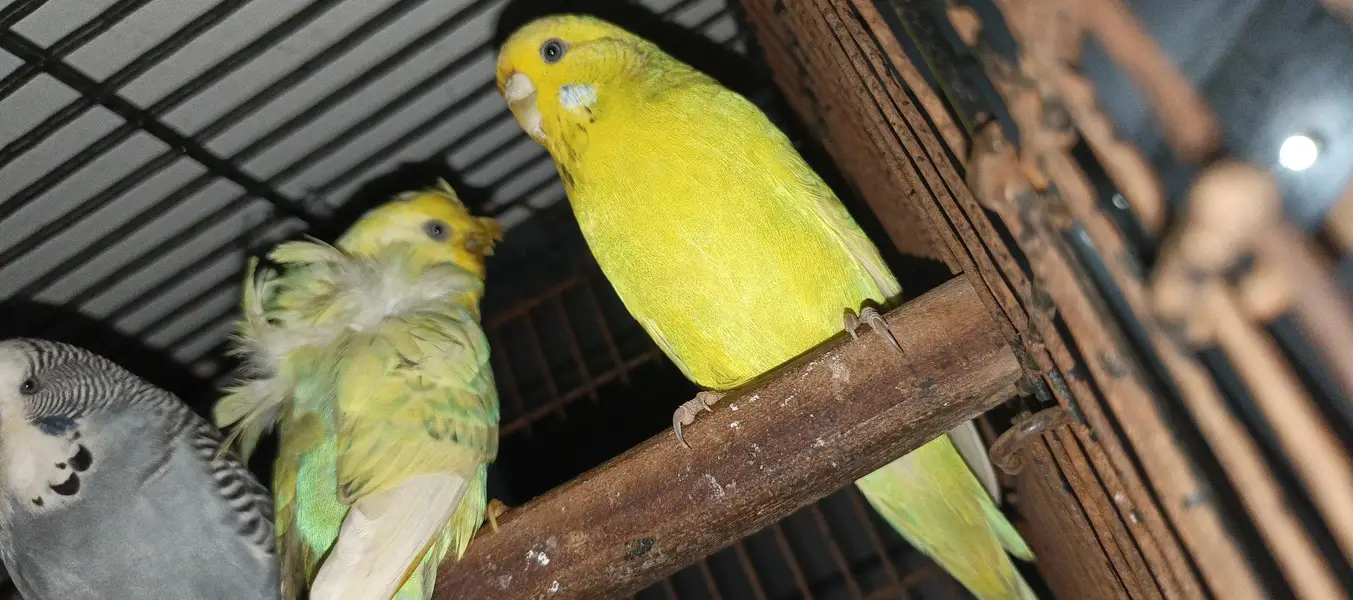 TBC King size  Hogoromo Double Flower Budgies — photo 9