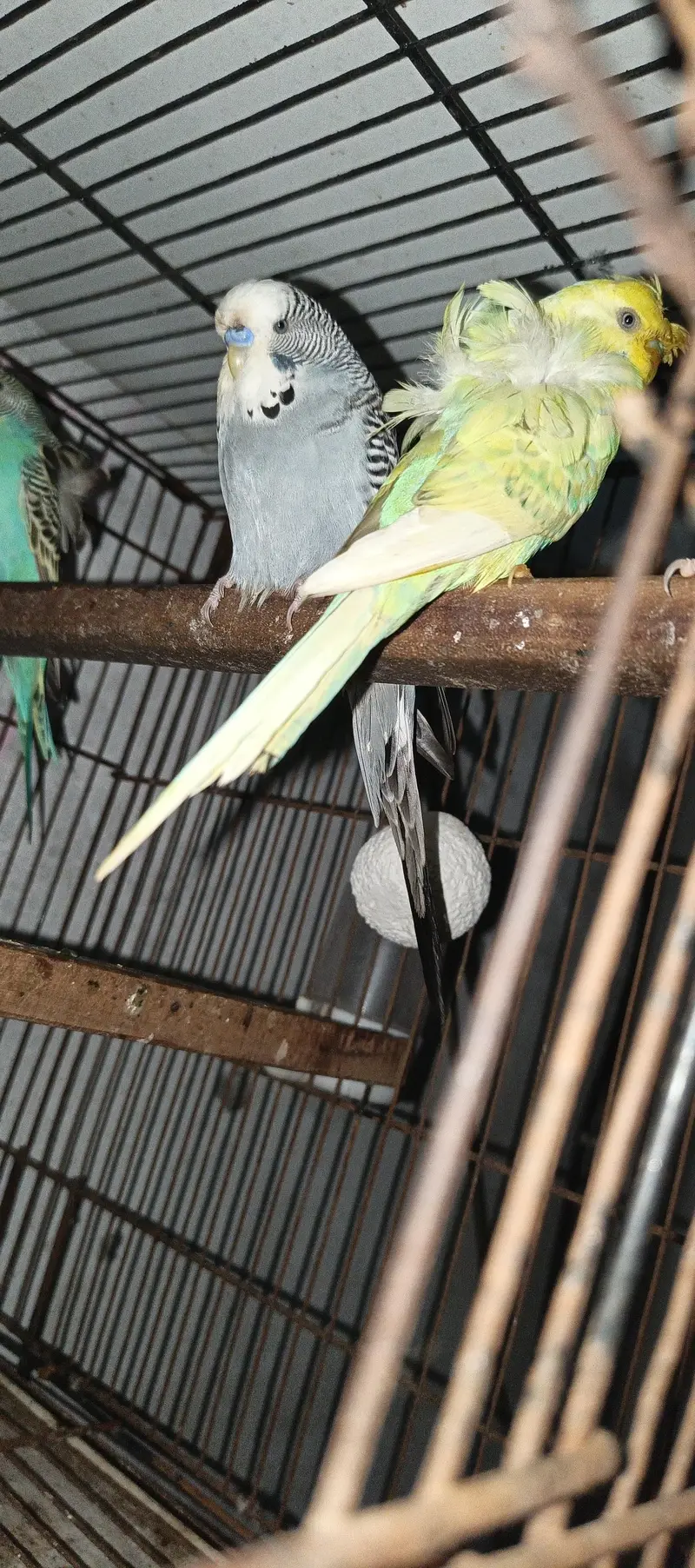 TBC King size  Hogoromo Double Flower Budgies — photo 10