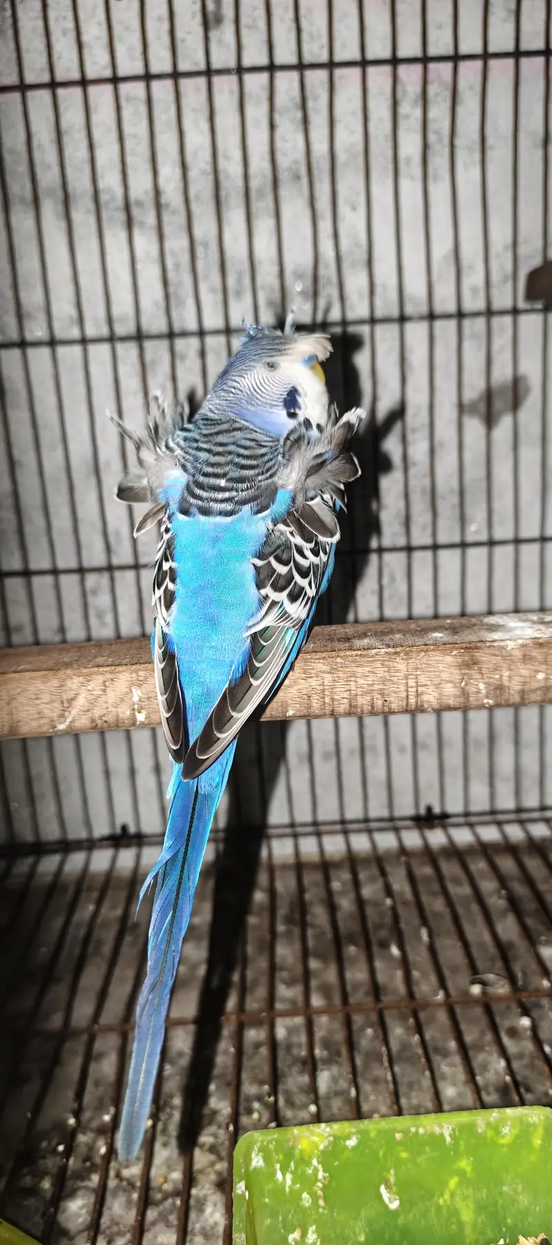 TBC King size  Hogoromo Double Flower Budgies — photo 11