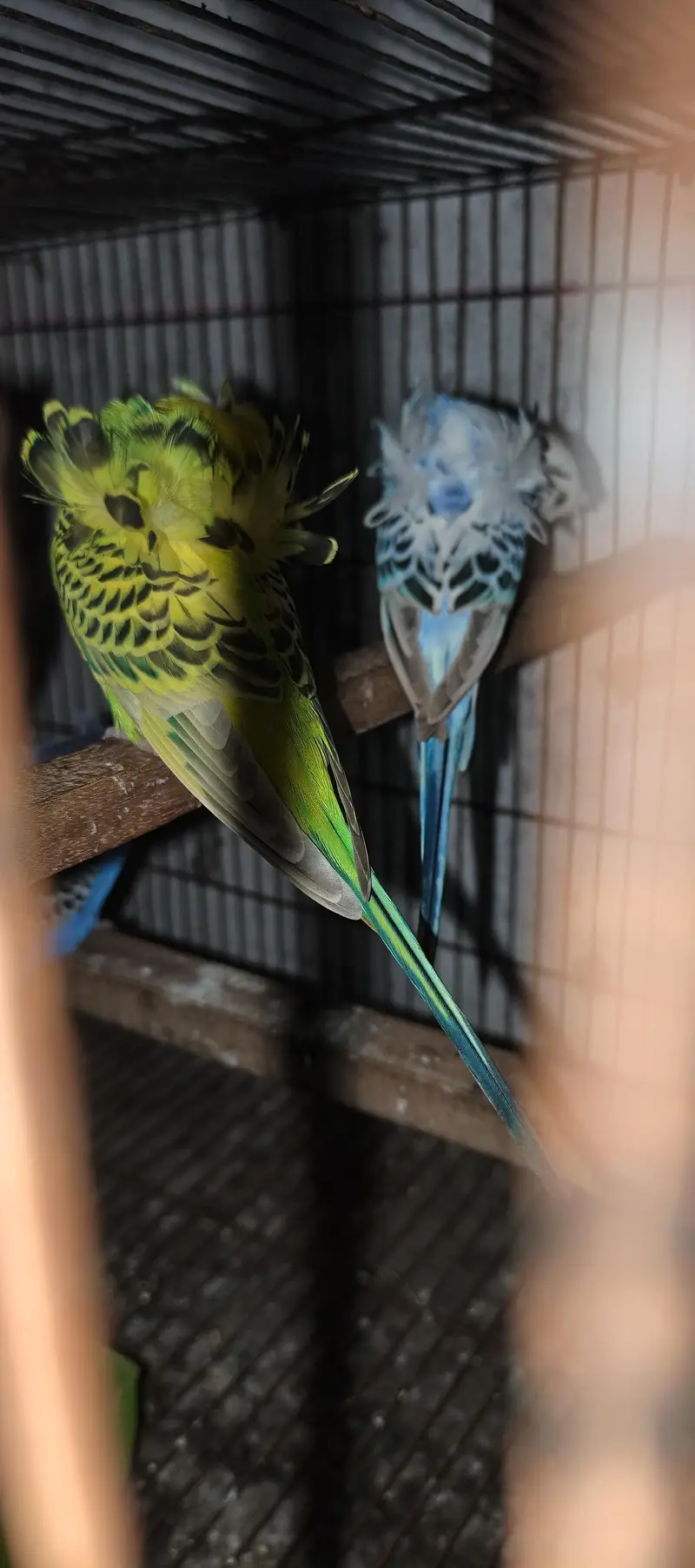 TBC King size  Hogoromo Double Flower Budgies — photo 12
