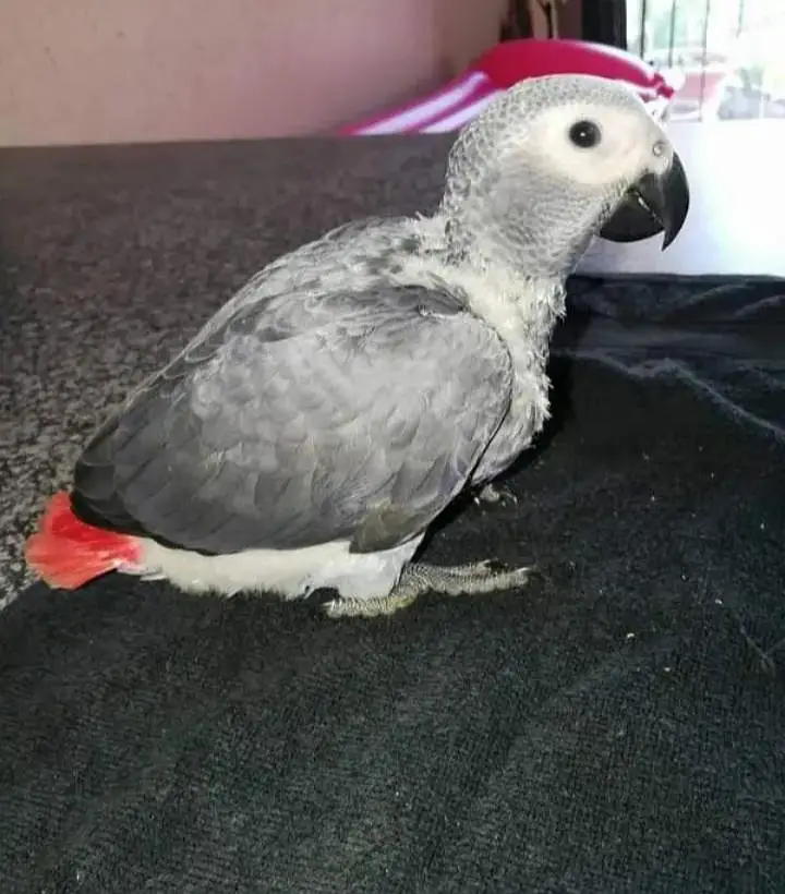 African grey parrot checks for sale 0312/7413/980 — photo 2