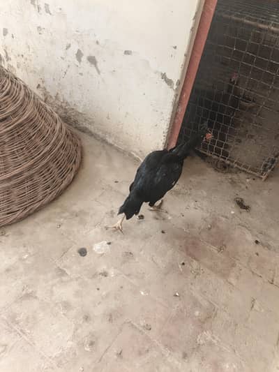 aseel imported hen