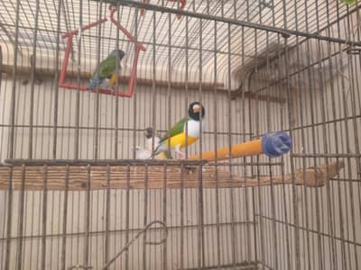 Gouldian finch