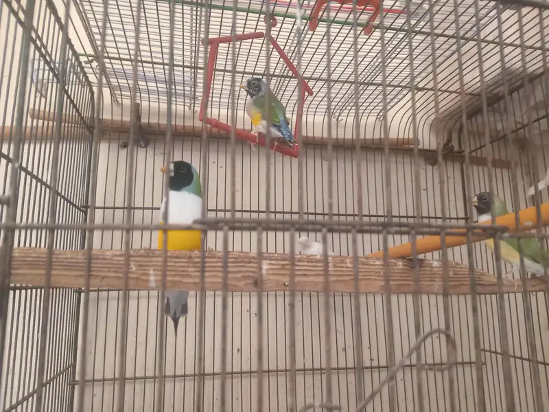Gouldian finch — photo 2