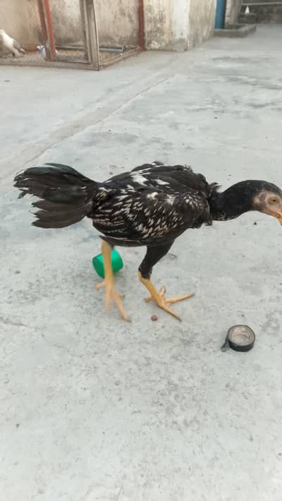 Fancy Birds/Aseel