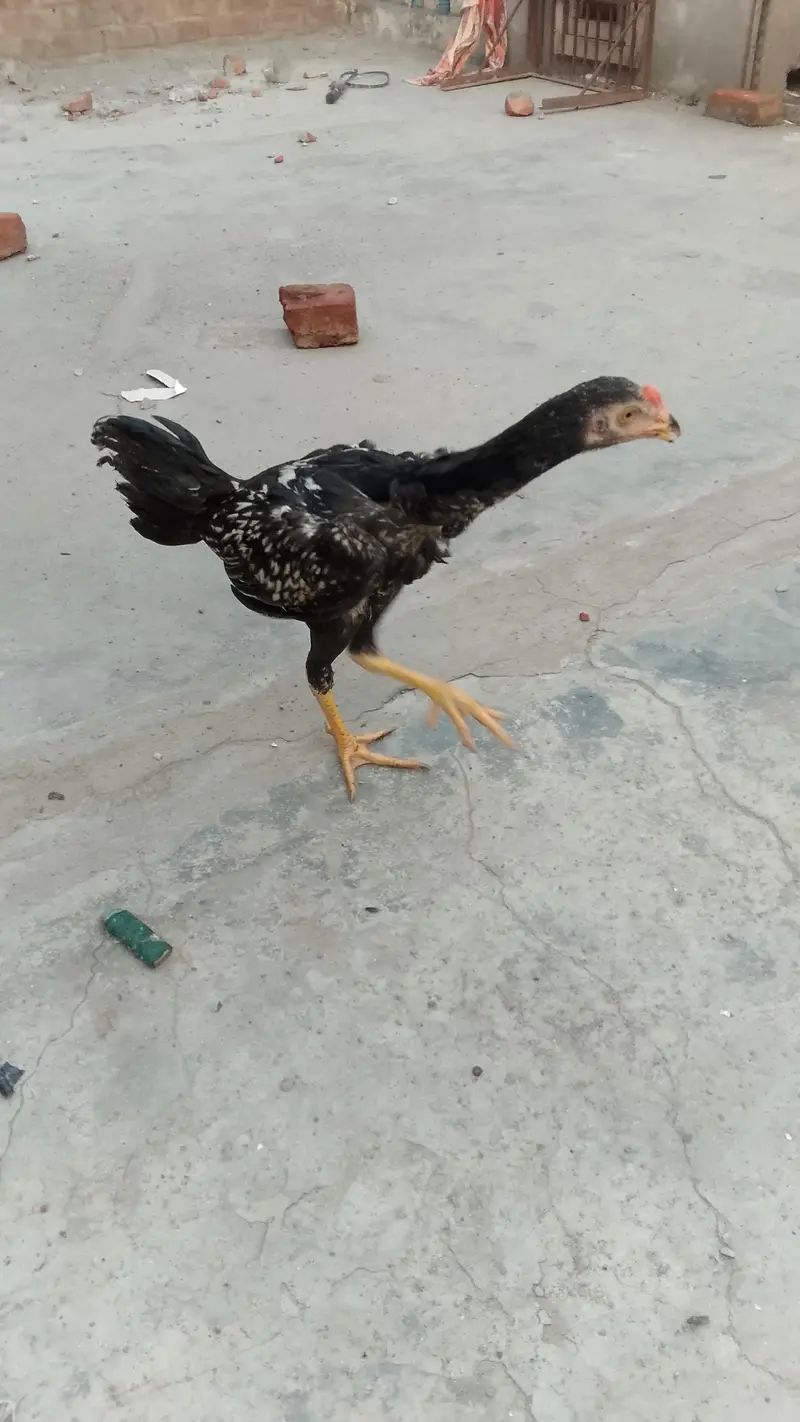 Fancy Birds/Aseel — photo 2