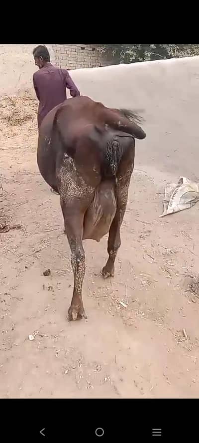 jarsy cow