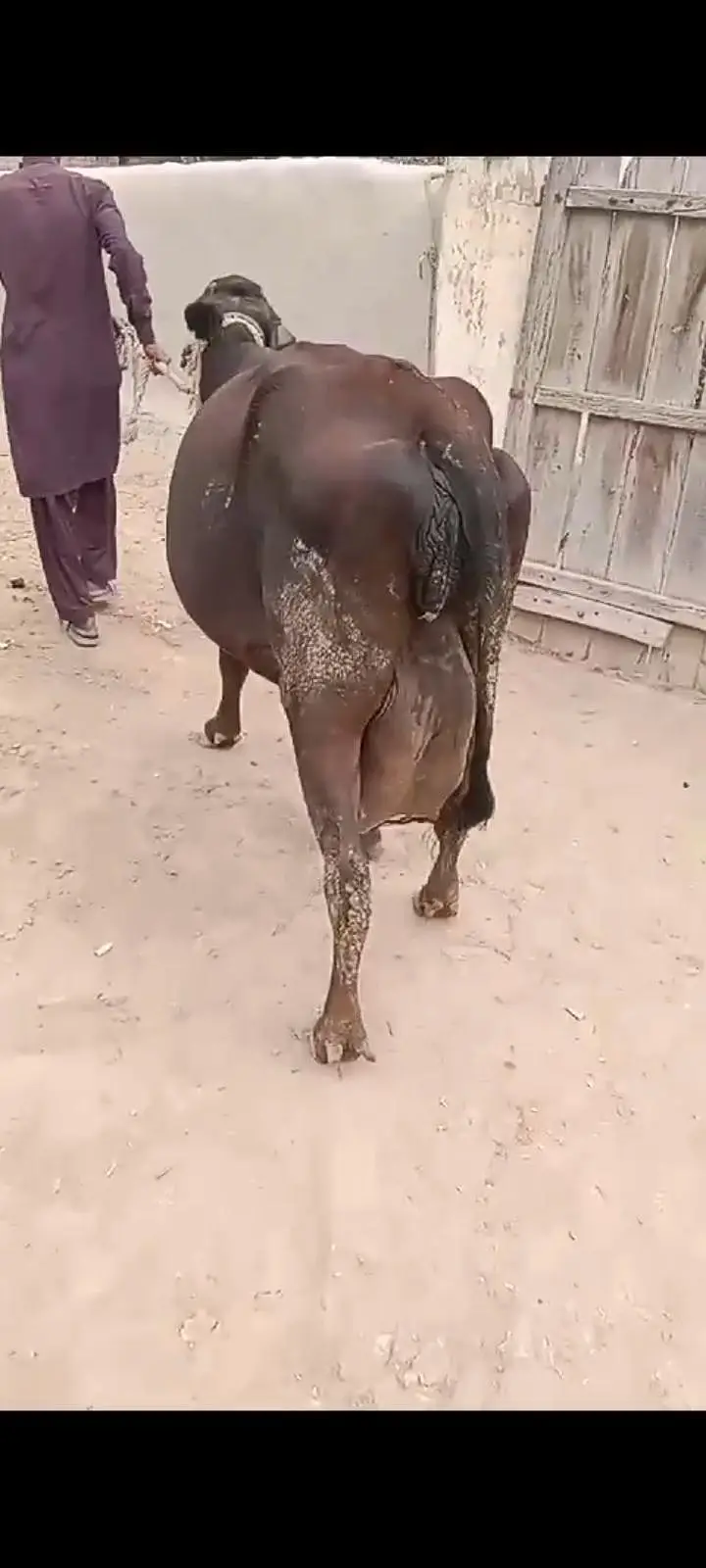 jarsy cow — photo 2