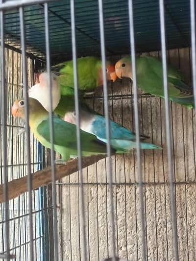 budgies & hen