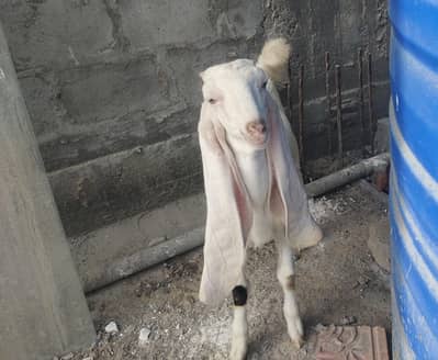 Gulabi bakri