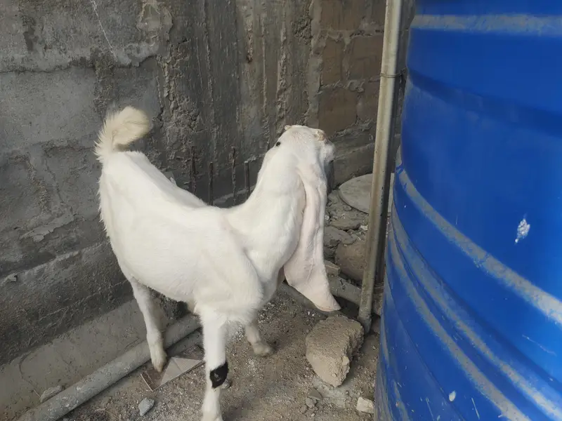 Gulabi bakri — photo 2