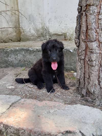 German shepherd puppy for sale