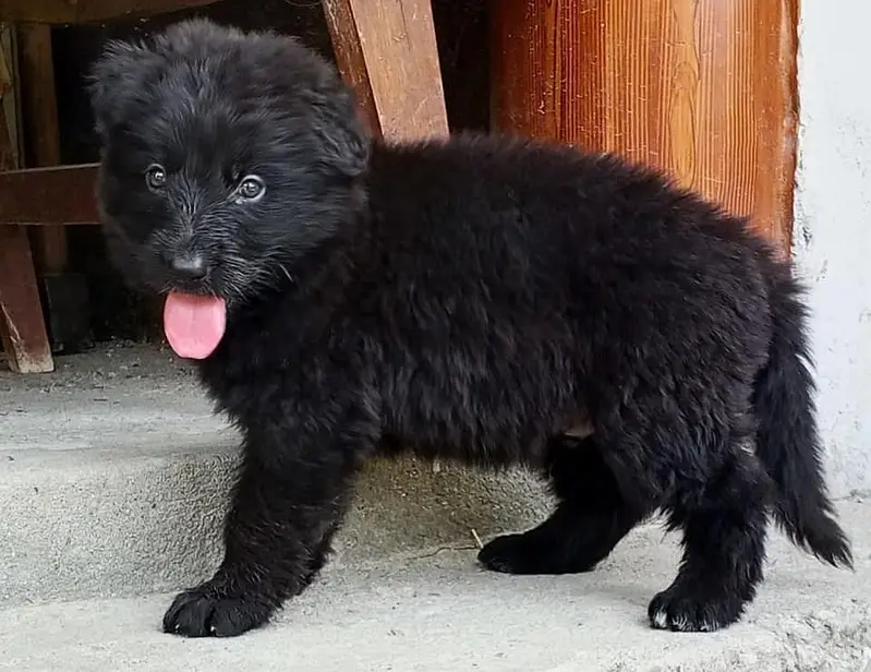 German shepherd puppy for sale — photo 2