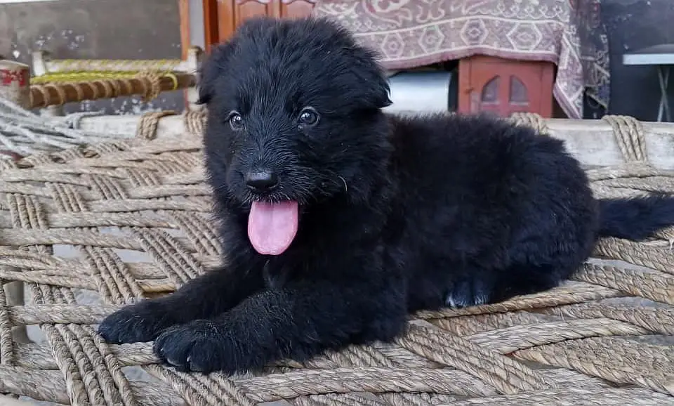 German shepherd puppy for sale — photo 3