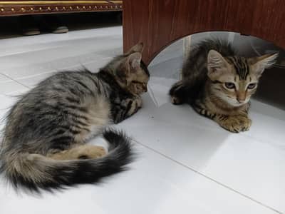 I want to sell my cross persian cat pair
