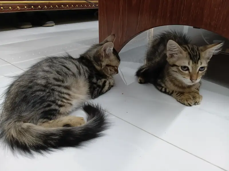 I want to sell my cross persian cat pair