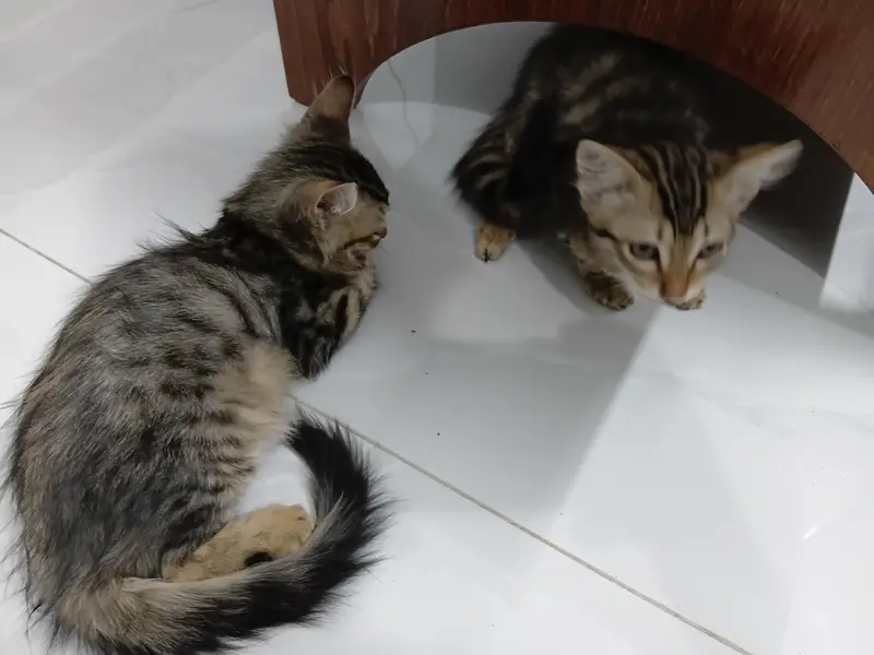 I want to sell my cross persian cat pair — photo 2