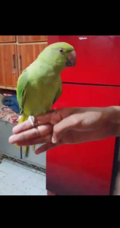 Green Ringnack parrot patha fully hand tamed zero bite