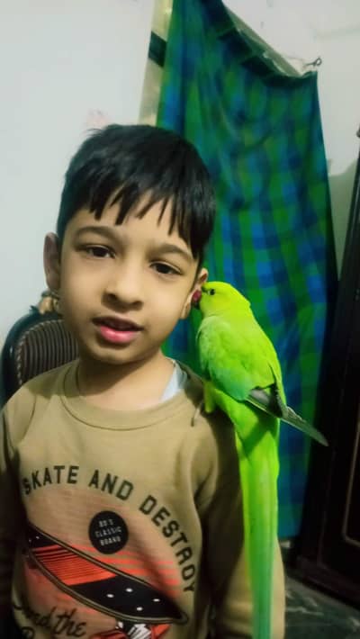 active and healthy parrot hand team  talking parrot