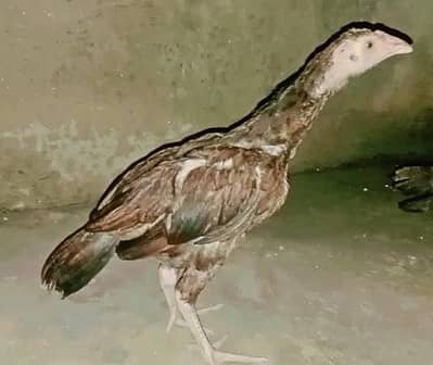 Pure Aseel Pathy for sale