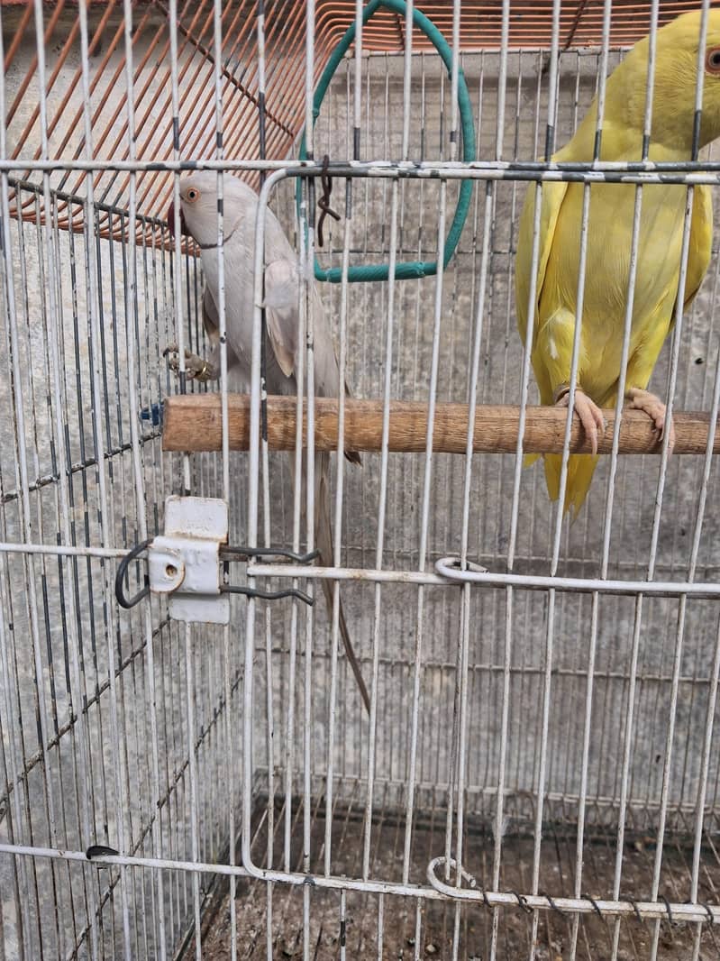 Ring Neck 3