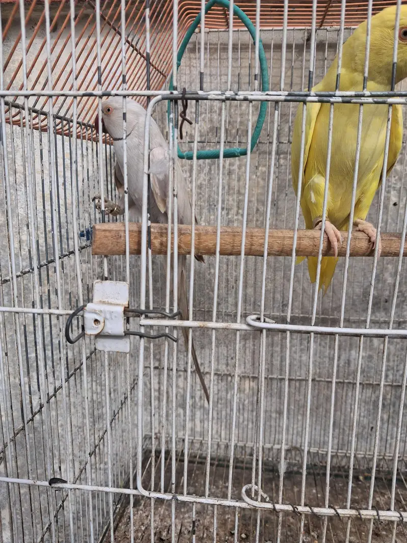 Ring Neck — photo 4