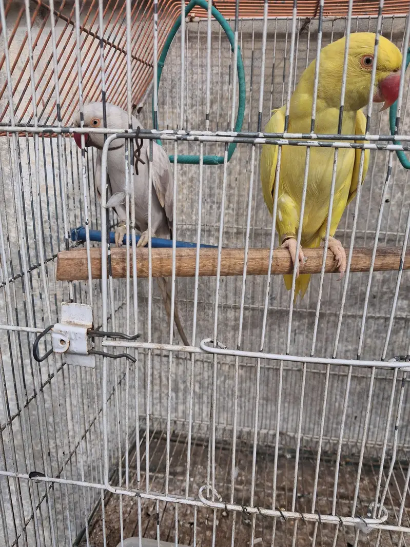 Ring Neck — photo 5