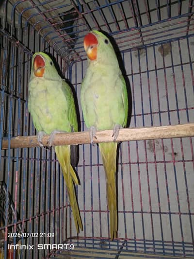 raw parrot 5 months chicks pair for sale