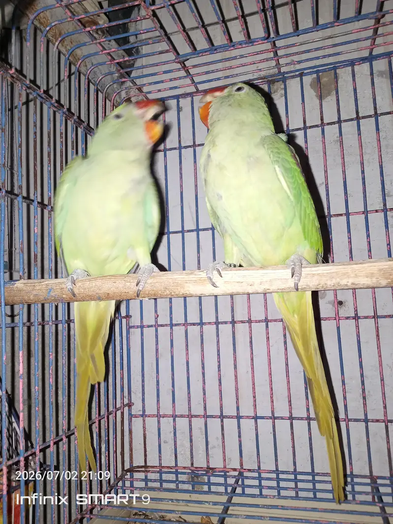raw parrot 5 months chicks pair for sale — photo 2