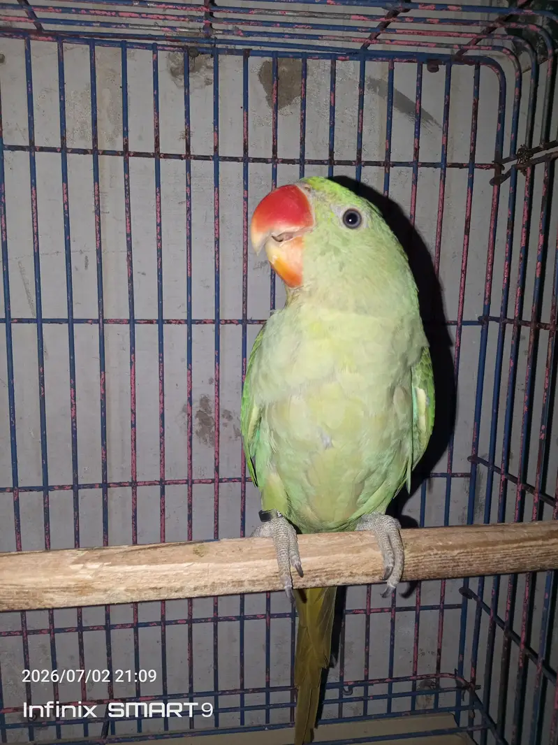 raw parrot 5 months chicks pair for sale — photo 3