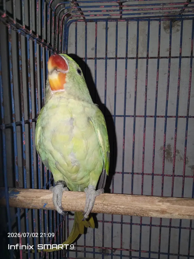 raw parrot 5 months chicks pair for sale — photo 4