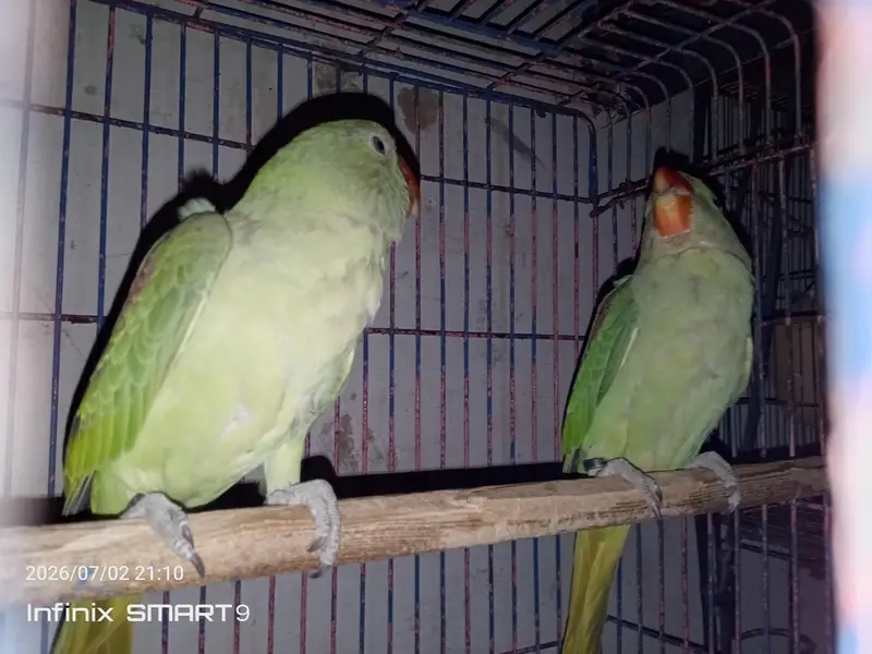 raw parrot 5 months chicks pair for sale — photo 5
