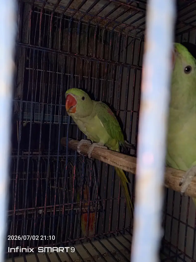 raw parrot 5 months chicks pair for sale — photo 6