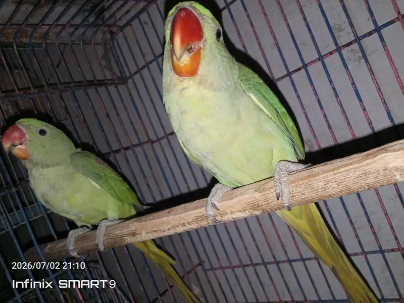 raw parrot 5 months chicks pair for sale — photo 7