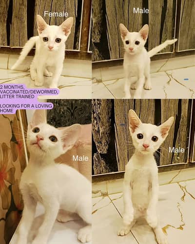 Adorable Kittens for Adoption