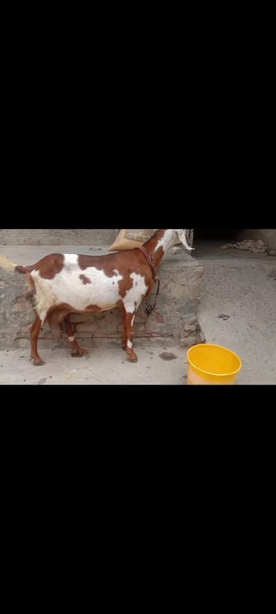 bakri mu sa 8 dant dhoodh 1.5 litter roz k what app num 03236501245